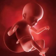试管婴儿胚胎是什么意思_试管婴儿体里生化是什么意思